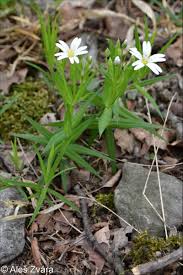 Image result for Stellaria