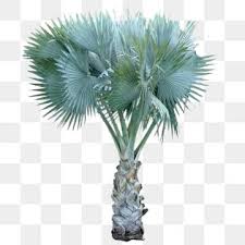 Mr diy net hanging photo frame mr diy. Bismarckia Palm Tree Palem Bismarkia 6 Bismarckia Palem Bismark Palem Bismarkia Png Transparent Clipart Image And Psd File For Free Download Trees Top View Architectural Plants Christmas Tree Background