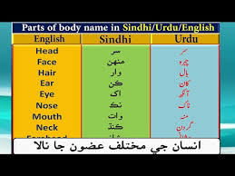She felt a sharp pain in her abdomen. Human Parts Of Body Name In English Sindhi And Urdu Insan K Jisam K Mukhtalif Hison Ke Naam Youtube