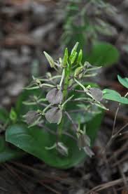 Image result for Liparis tridens