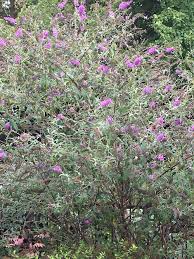Take a picture to help you remember the characteristics. Plant Id Forum Need To Identify A Purple Bush Garden Org