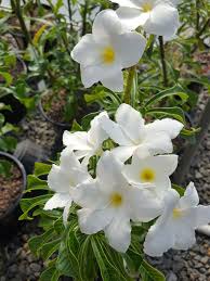 Plumeria Pudica Bridal Bouquet World Of Flowering Plants Plumeria Pudica Plumeria Planting Flowers