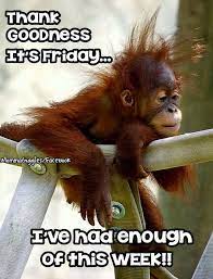 Check spelling or type a new query. Thank God It S Friday Ive Had Enough Of This Week Weekend Friday Happy Friday Tgif Good Morning Friday Quotes Weekend Monkeys Funny Cute Animals Baby Orangutan