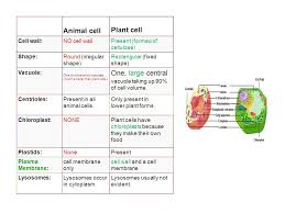 Makes vesicles in animal cells x. Animal Cell And Plant Cell Characteristics Cell Facts All Living Things Are Composed Of Cells Cells Are The Basic Unit Of Structure And Function Of Ppt Download
