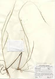 Image result for Steinchisma