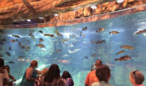 We did not find results for: Explore Bass Pro Shops At The Pyramid Memphis Travel