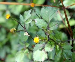 Image result for Bidens biternata