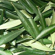 Cara budidaya buah zaitun di indonesia kampustani com. Daun Zaitun Olive 250gr Shopee Indonesia