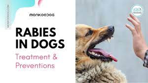 Mar 27, 2020 · rabies is the only vaccine that is required by law in the united states, as it is a fatal disease. Rabies And Dog Bites Symptoms Treatment Prevention Monkoodog