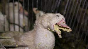 Voici la traduction du mot engraisser dans plus de 80 autres langues. Foie Gras La Verite Sur Le Gavage