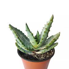 Image result for Aloe wildii