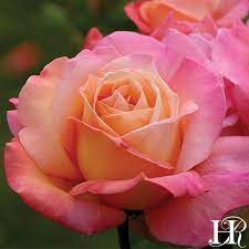 Chicago Peace Rose Hybrid Tea Moderately Fragrant Heirloom Roses Gardendesign Hybrid Tea Roses Garden Hybrid Tea Roses Planting Roses