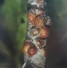 Image result for puklice švestková obrázek