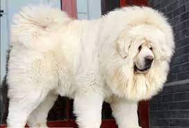 Cream Tibetan Mastiff Snow Lion Of Yan Huang International Tibetan Mastiff Puppy Tibetan Mastiff Tibetan Mastiff Dog