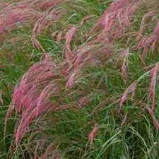 Eragrostis Tef Ruby Silk Grass Ornamental Grasses Perennial Flowering Plants Grass