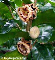 Image result for Napoleonaea angolensis