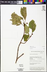 Image result for Allocassine laurifolia