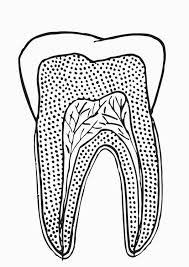 Fine motor skills coloring pages. Coloring Page Tooth Section Free Printable Coloring Pages Img 21177