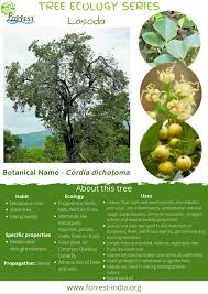 Image result for Cordia dichotoma