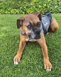 I am described as a female, white and black boxer and dalmatian. San Diego Boxer Rescue Home Facebook