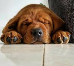 Maybe you would like to learn more about one of these? Puppy Labrador Retriever Fox Red Cuteanimals