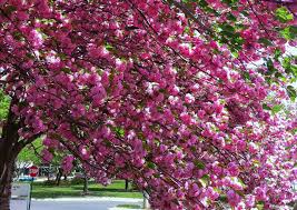 The kwanzan cherry tree can also serve as a shade tree for small spaces like a patio. An Introduction To The Kwanzan Cherry Tree Flowering Cherry Tree Bonsai Tree Types Deer Resistant Garden