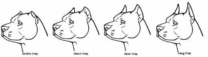 Pitbull Ear Cropping Styles I Like The Short And Show Crop Pets Dogs Breeds Pitbulls Pitbull Puppies
