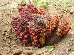 Image result for Sarcophyte piriei