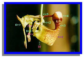 Image result for Cynorkis symoensii