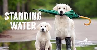 Learn how much water your puppy needs at various stages and how much is too much. Don T Let Your Dog Drink Standing Water Canine Country