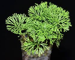 Image result for Elaphoglossum aubertii