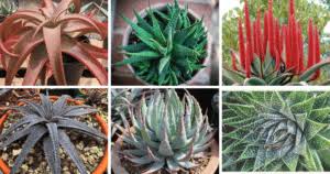 Image result for Aloe aculeata × globuligemma