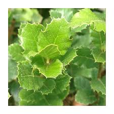 Image result for Quercus suber