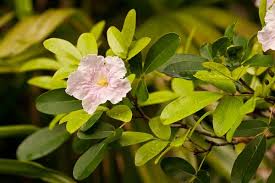 Image result for Tabebuia heterophylla