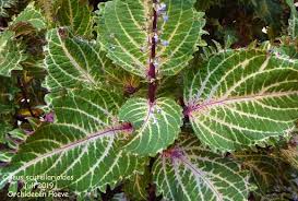 Image result for Coleus cylindraceus