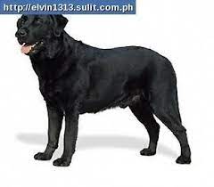 We did not find results for: Lab Chow Cross Chowlab Puppies Chow Chow Cross To Labrador For Sale Philippines Labrador Retriever Labrador Retriever