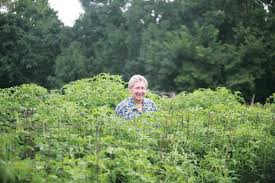 Electric Fences Help Keep Deer Out Of Garden
