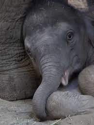 Oregon Zoo's new baby elephant starting to meet other herd members,  'bonding already'
