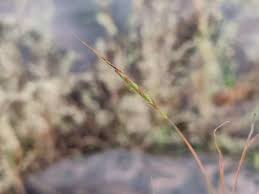 Image result for Andropogon fastigiatus