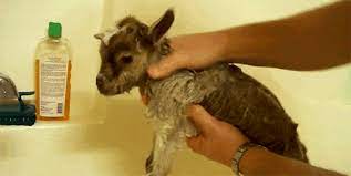 Can i give my baby goat a bath? Goat Taking A Bath Tiere Animais Gif On Gifer By Lairn