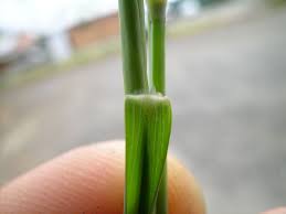 Image result for Eriochloa procera