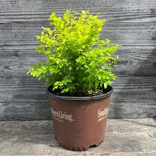 Image result for Ligustrum sinense