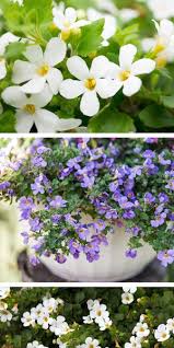 Image result for Bacopa