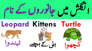 Animal Names Types Of Animals With Urdu Meanings Grammareer