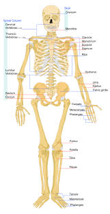 File Human Skeleton Front En Svg Wikipedia