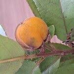 Image result for Paropsia