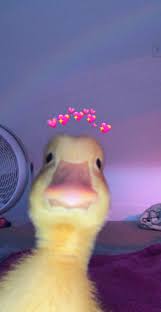 Check spelling or type a new query. Duck Aesthetic In 2021 Pink Wallpaper Cartoon Duck Wallpaper Cute Cartoon Wallpapers