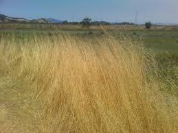 Image result for Grona barbata