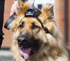You Ve Heard Of K 9 But This Is Cam 9 Police Dogs Are Fitted With The Latest Digital Cameras To Their Heads To Gather Clues In A Uk First Police Dogs Police Humor