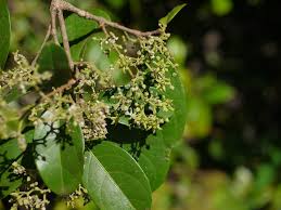 Image result for Hippocratea africana